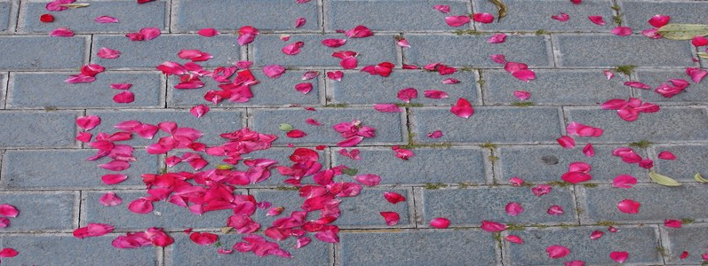 "Después de utilizar Prestashop, Palbin es un camino de rosas"