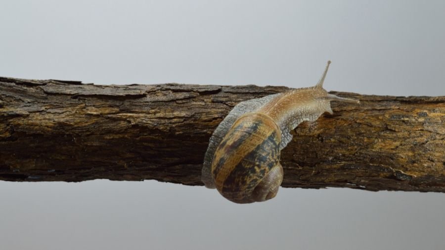 Skitterphoto: imágenes de naturaleza para webs