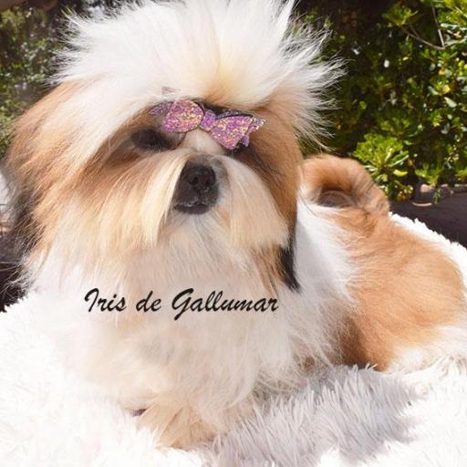Shih Tzu - Iris de Gallumar