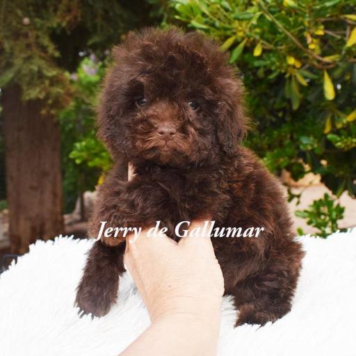 Caniche toy cokor chocolate