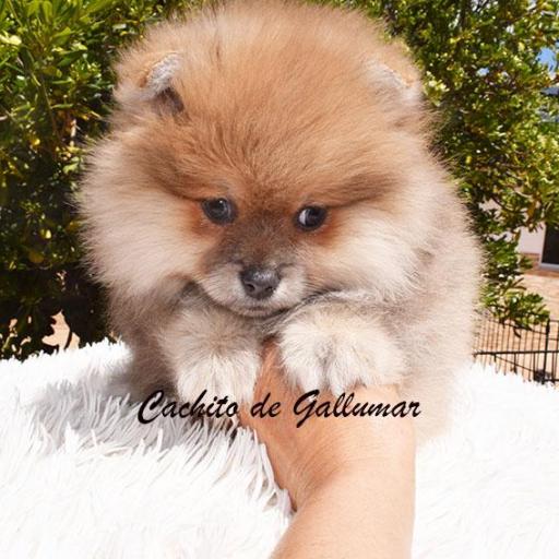 Pomerania miniatura-  Cachito de Gallumar