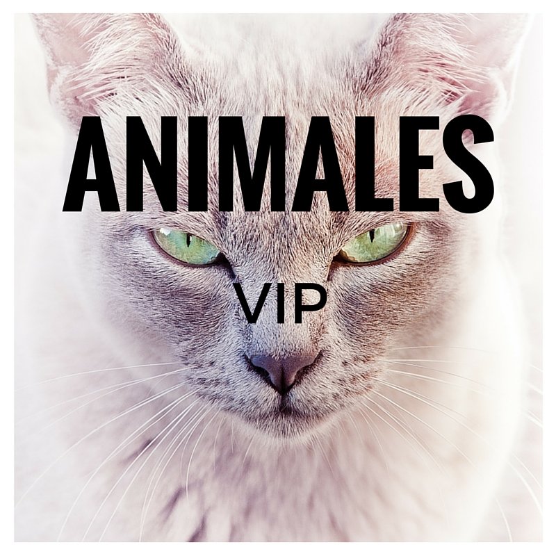 ANIMALES_PERF - copia.jpg