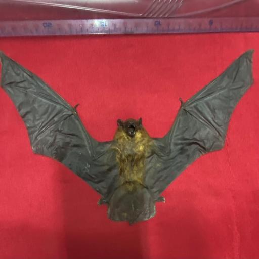 Real bat - New! Scotophilus kuhlii +-25cm!! -  Taxidermy [1]