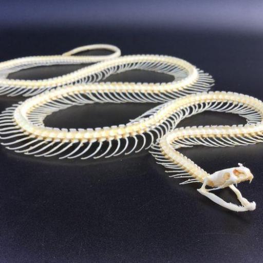 Malayan Krait Venomous Snake Bungarus candidus Impressive Skeleton Taxidermy