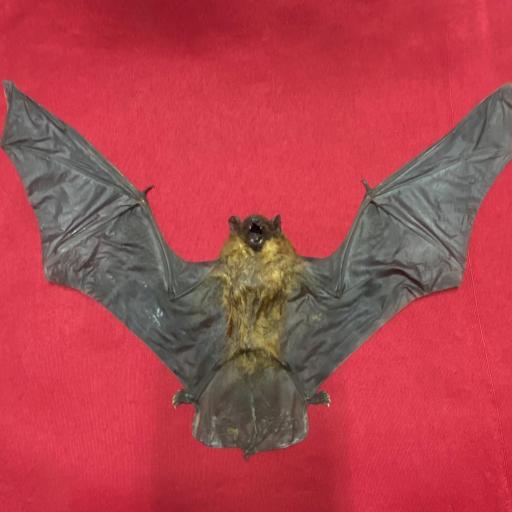 Real bat - New! Scotophilus kuhlii +-25cm!! -  Taxidermy [0]
