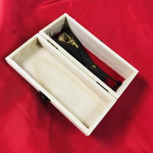 Vampiro Murciélago en caja de madera [1]