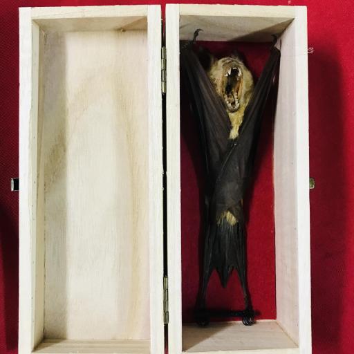 Vampiro Murciélago en caja de madera [2]