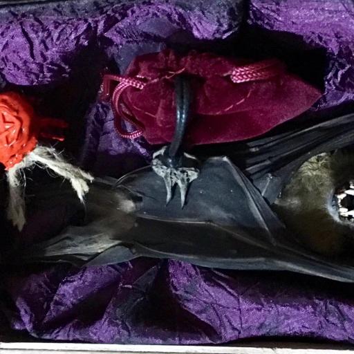 Vampiro en urna de cristal + colgante raíz de vampiro + 10 ml de sangre de vampiro  [3]