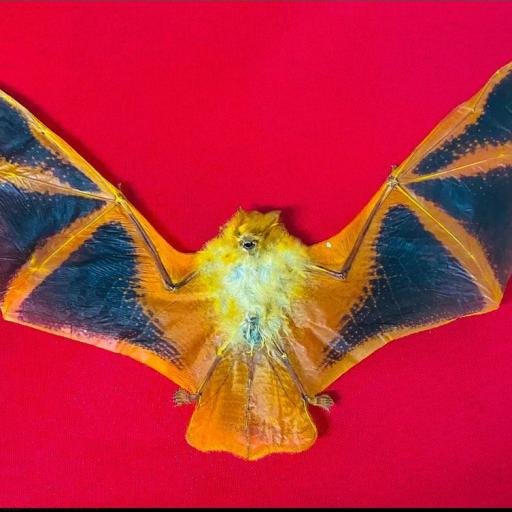 Real bat - Kerivoula picta (spread) - Taxidermy - Vampire