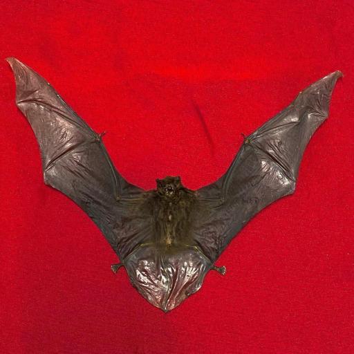  Real bat - Miniopterus medius (spread) - Taxidermy - Vampire 