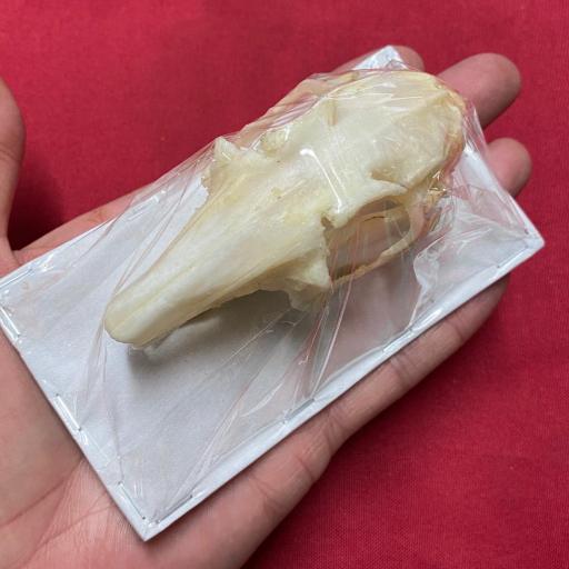 Lepus nigricollis - Real Indian Hare Skull - Excellent quality! Taxidermy 