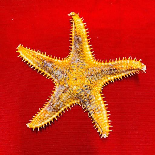 Estrella De Mar Natural de 14cm. 
