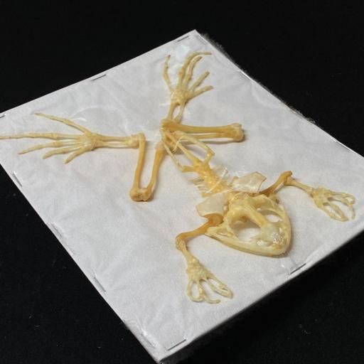Female Giant!! Real Frog Skeleton - Fejervarya limnocharis 'Boie's wart frog' Taxidermy  [1]