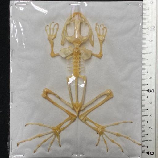 Male Real Frog Skeleton - Fejervarya limnocharis 'Boie's wart frog' Taxidermy  [2]