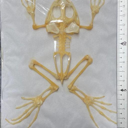Female Giant!! Real Frog Skeleton - Fejervarya limnocharis 'Boie's wart frog' Taxidermy  [2]