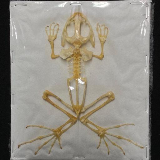 Male Real Frog Skeleton - Fejervarya limnocharis 'Boie's wart frog' Taxidermy 
