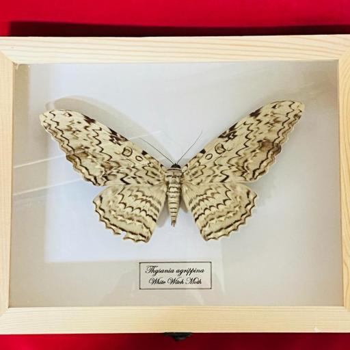 Thysania agrippina - Giant White Witch Moth - mounted framed A1 Taxidermy Insects 