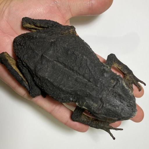 XXL Limnonectes macrodon - Javan Giant Frog - Taxidermy 