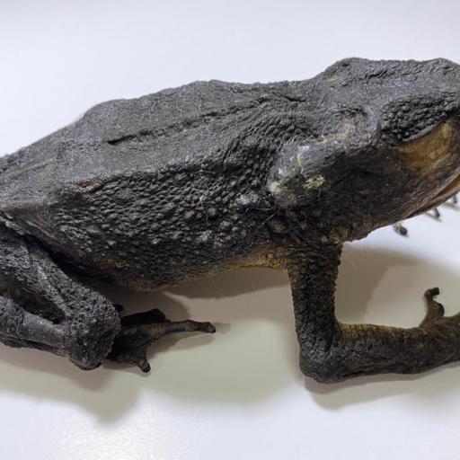 XXL Limnonectes macrodon - Javan Giant Frog - Taxidermy  [1]