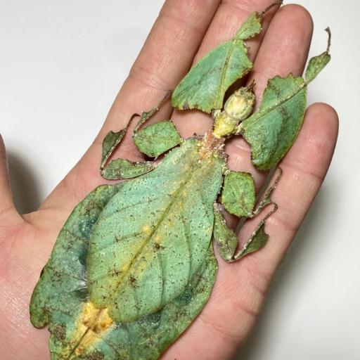 Giant Malaysian Leaf Insect Phyllium Giganteum Female A1 