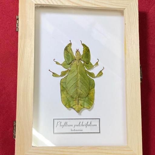  Framed Lovely Leaf Insect Phyllium pulchrifolium Female - White box background - Taxidermy Insects 