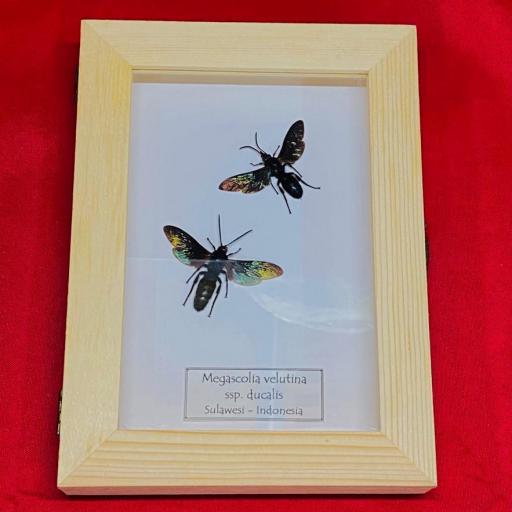  Framed Megascolia Velutina ssp. Ducalis - Sulawesi- Indonesia - Taxidermy Insects 