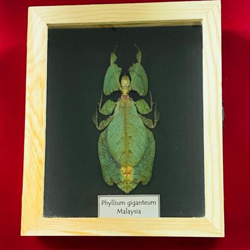 Framed Giant Malaysian Leaf Insect Phyllium Giganteum Female Taxidermy 