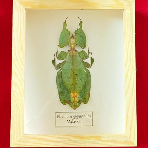 Framed Giant Malaysian Leaf Insect Phyllium Giganteum Female Taxidermy 