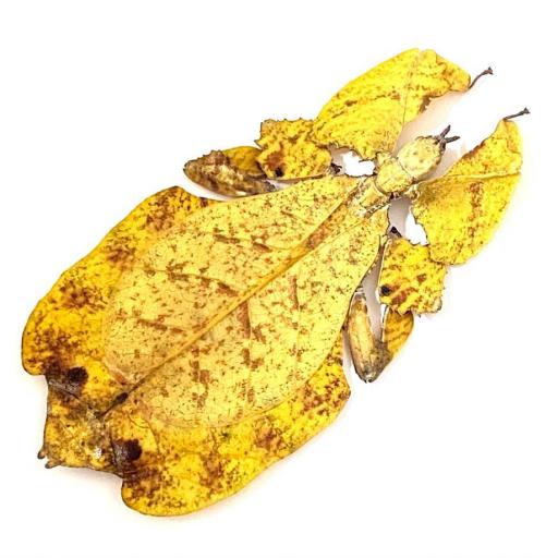  RARE Yellow form!  Phyllium pulchrifolium Female A1  Leaf Insect