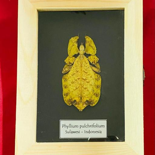  RARE Yellow form!  FRAMED Phyllium pulchrifolium Female A1  Leaf Insect