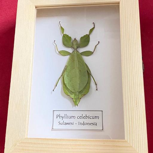 FRAMED Phyllium celebicum - Leaf Insect
