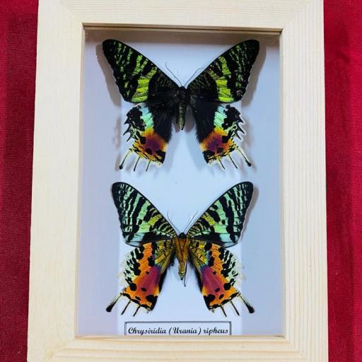 Framed Butterfly Pair Urania Ripheus "Sunset Moth" Taxidermy Insects White box background