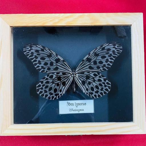 Framed Butterfly Idea Lynceus ( giant , big size ) Black box background - Taxidermy Insects