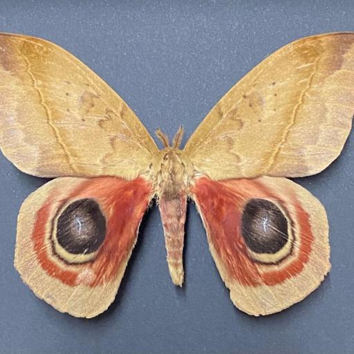  Saturniid Automeris Janus - French Guiana - Male A1- Mounted No Framed 