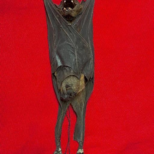 Real Bat Giant! Rousettus leschenaulti Handing Taxidermy