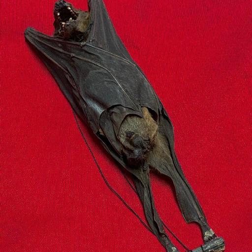 Real Bat Giant! Rousettus leschenaulti Handing Taxidermy [3]