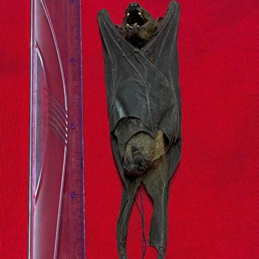 Real Bat Giant! Rousettus leschenaulti Handing Taxidermy [1]