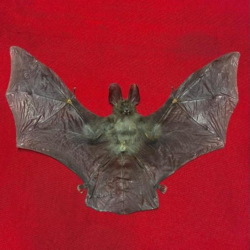Real bat - New! Nycteris javanica +-23cm!-  Taxidermy