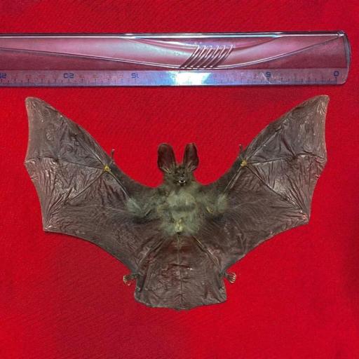 Real bat - New! Nycteris javanica +-23cm!-  Taxidermy [3]
