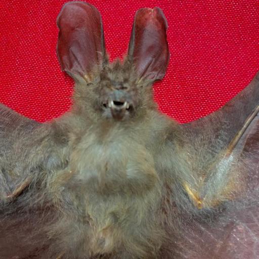 Real bat - New! Nycteris javanica +-23cm!-  Taxidermy [1]