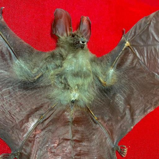Real bat - New! Nycteris javanica +-23cm!-  Taxidermy [2]