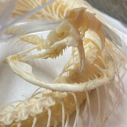 Impressive Viper Coil Skeleton! Big fangs!- Trimeresurus albolabris- White-lipped pit Viper - Excellent quality