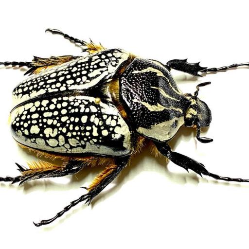 Goliathus orientalis Large A1 Female 70mm. Mounted (no framed) Taxidermy Insects    [1]