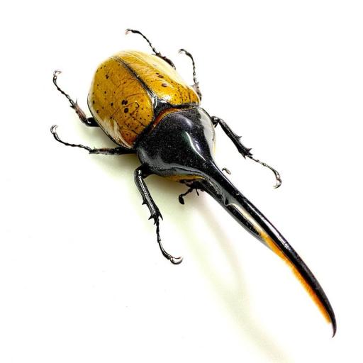 Giant Dynastes hercules lichyi - Ecuador 145 mm!! A1 Mounted (no framed) Taxidermy Insects   [0]