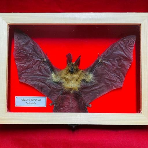 Real Bat Nycteris javanica  - Open Wings - framed 