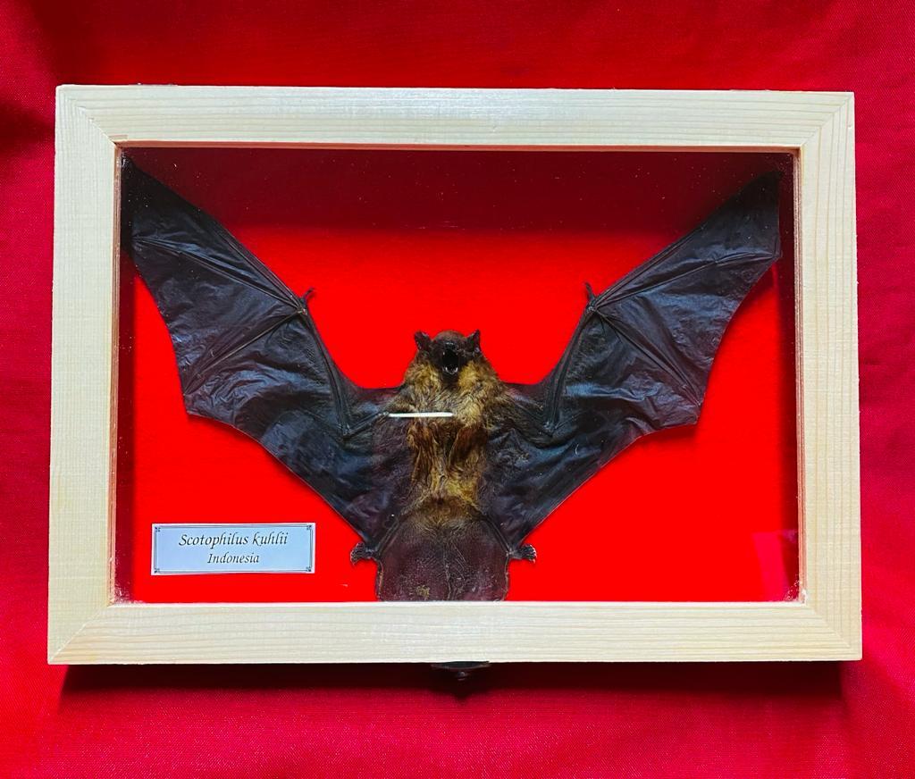 Real Bat Scotophilus kuhlii  - Open Wings - framed 