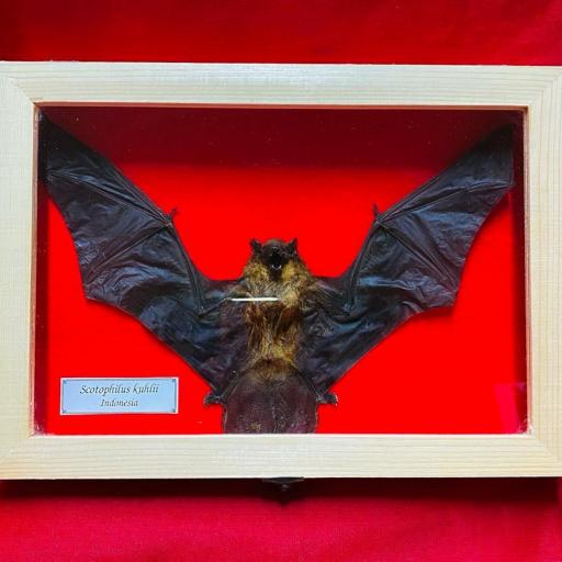 Real Bat Scotophilus kuhlii  - Open Wings - framed  [0]