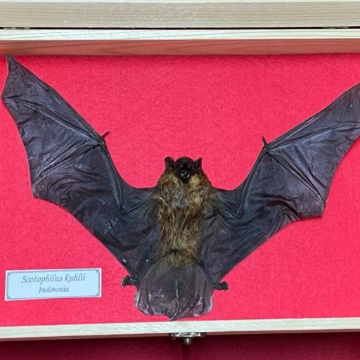 Real Bat Scotophilus kuhlii  - Open Wings - framed  [1]