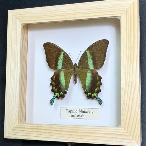 Papilio blumei ♀ -  Indonesia - Mounted Wooden box 20x20cm