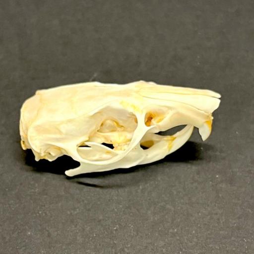  Rattus norvegicus - Real Rat Skull - Very big! 45-50mm Taxidermy  [0]